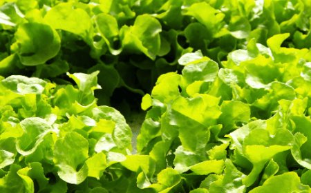 Topraksız Tarım Nedir?