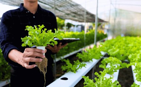 Topraklı Tarım mı Topraksız Tarım mı?