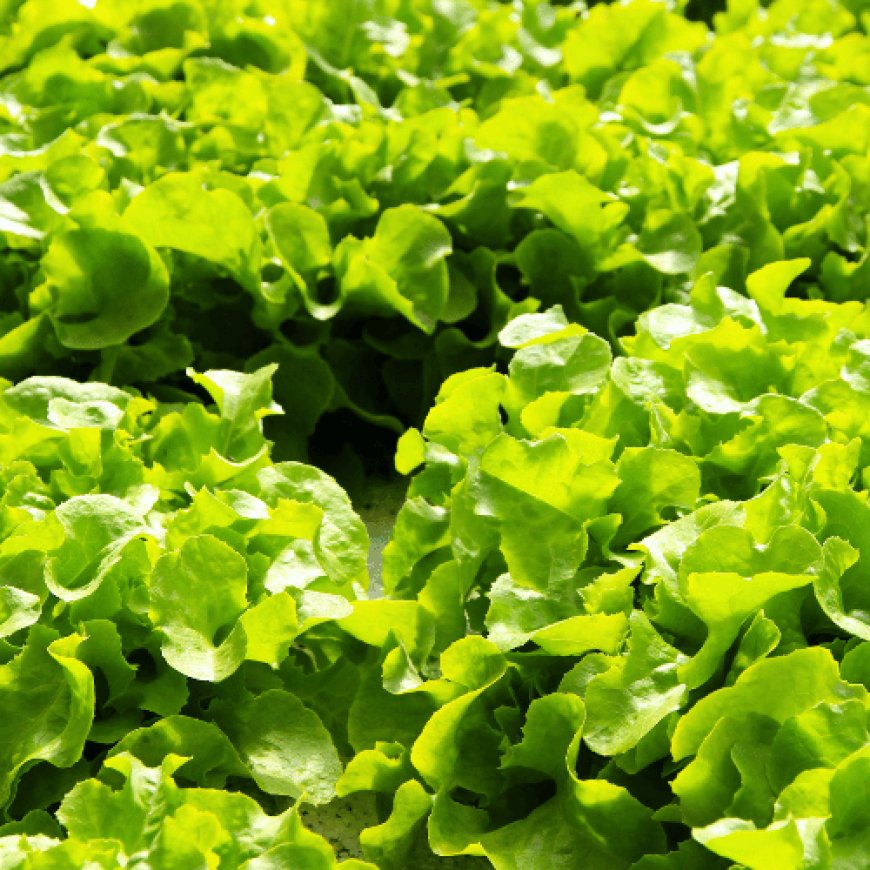 Topraksız Tarım Nedir?