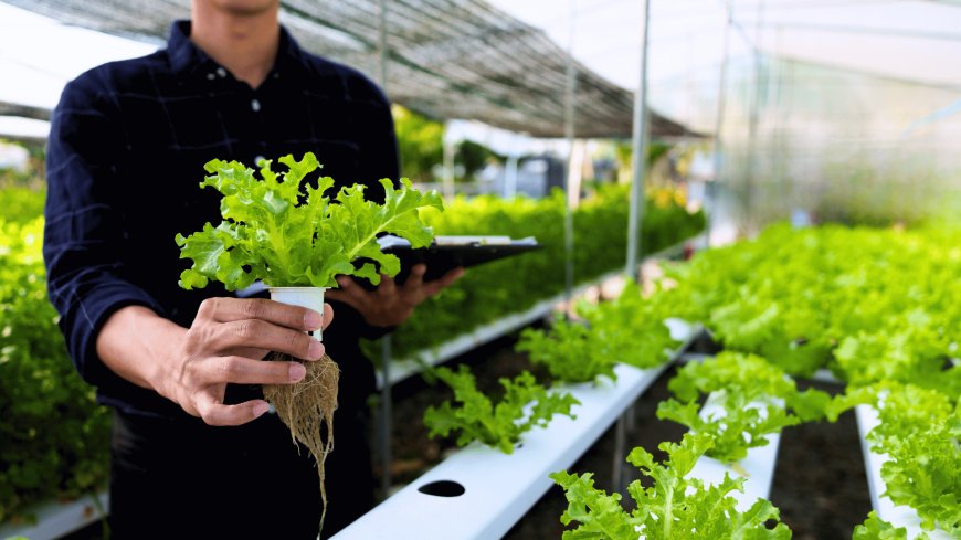 Topraklı Tarım mı Topraksız Tarım mı?