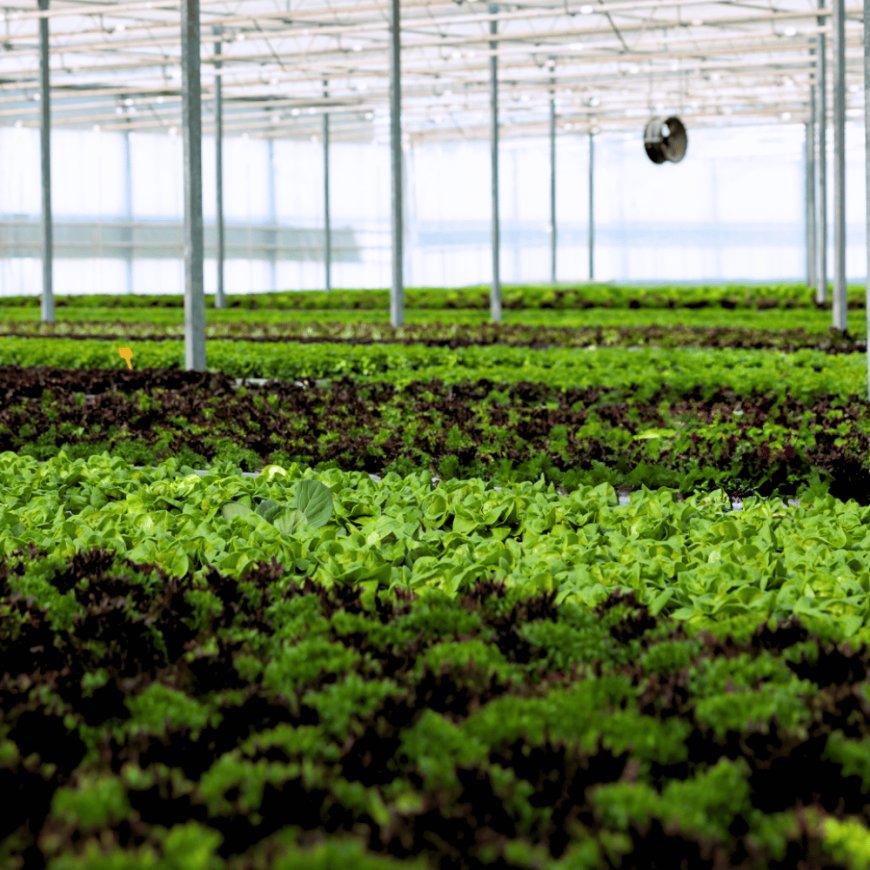 Topraksız Tarım Nasıl Ortaya Çıktı?