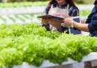 Smart Vesna Topraksız Tarım Otomasyon Sistemleri Nasıl Çalışır?