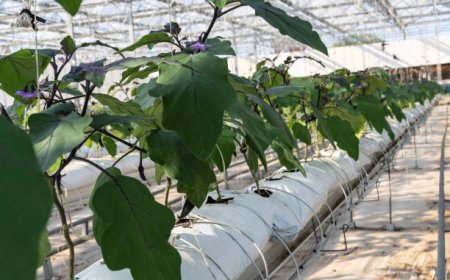 Topraksız Tarım Sistemleri Nelerdir?