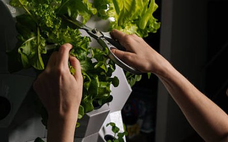 Dikey Tarım Sistemleri ve Topraksız Tarımın Geleceği