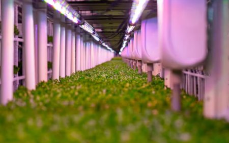 Topraksız Tarımda Otomasyonun Sağladığı Gerçek Kazanımlar