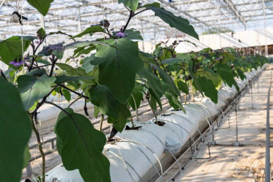 Topraksız Tarım Sistemleri Nelerdir?