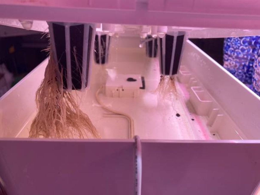 DWC (Derin Su Kültürü) Sistemi ile Topraksız Tarım